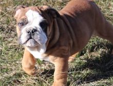 Magnificent English bulldog puppies