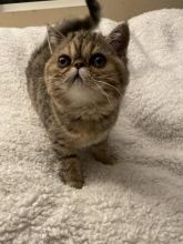 Male and Female Exotic Shorthair kittens