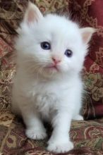 male and female Ragdoll kittens available