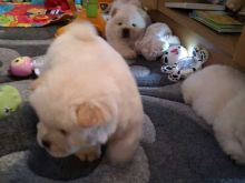 Potty Trained Chow Chow puppies available