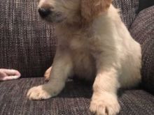 Purebred Golden Retriever Puppies Looking For New Home.