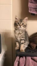 registered Maine Coon kittens