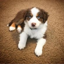 s Australian Shepherd puppies be ready for adoption