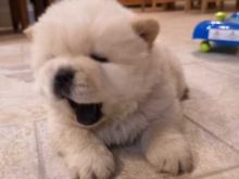 Super Adorable Akc Chow Chow Puppies