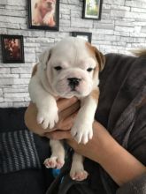 Super adorable English Bulldog puppies.