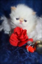 Two Himalayan kittens available