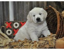 Two Lovely Golden Retriever puppies available