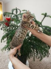 Two male and female Savannah kittens available