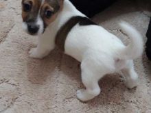 Wonderful Jack Russel Puppies for adoption
