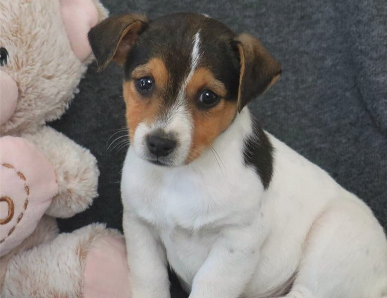 2 Quality Jack Russell Terrier puppies Image eClassifieds4u