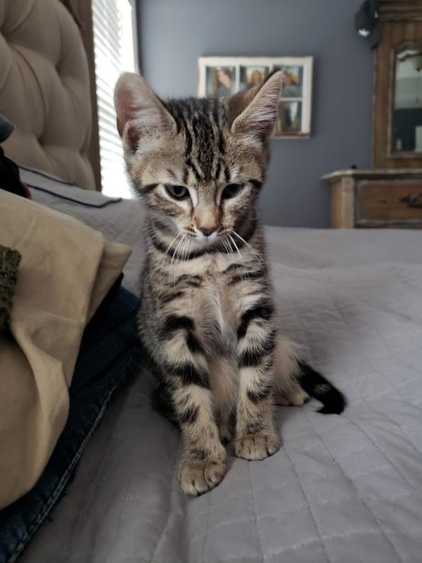 Adorable Bengal kittens available Image eClassifieds4u