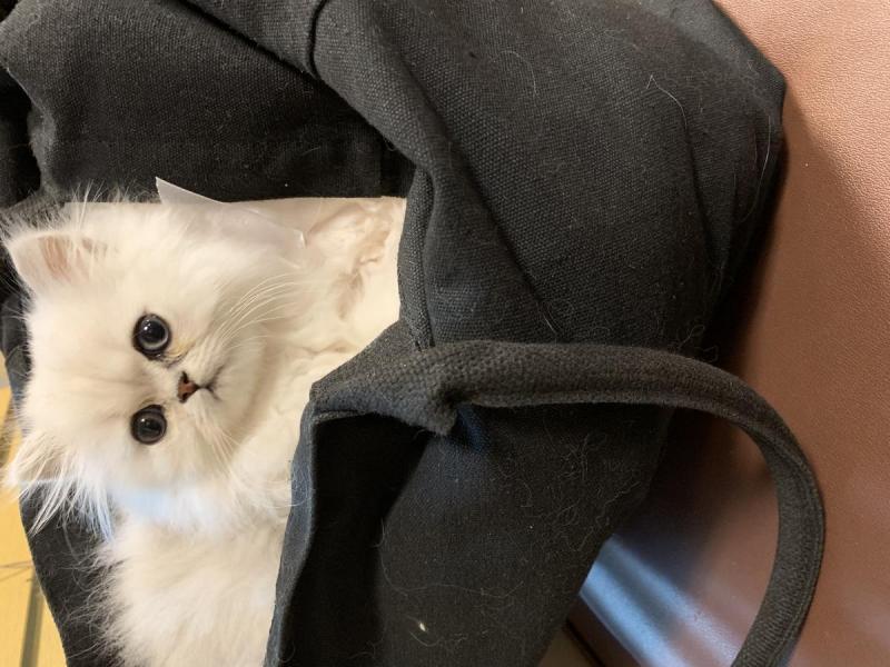 beautiful Persian Kittens for adoption Image eClassifieds4u