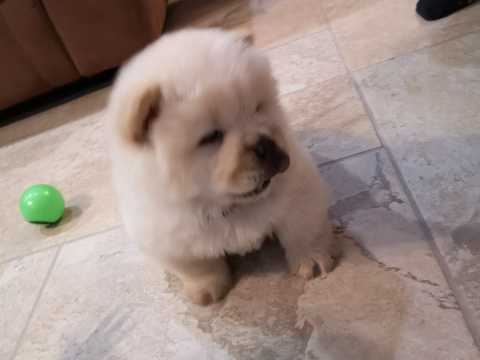 C.K.C MALE AND FEMALE CHOW CHOW PUPPIES AVAILABLE Image eClassifieds4u