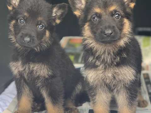 German Shepherd Puppies*** 1 Boy & 1 Girl *** READY NOW Image eClassifieds4u