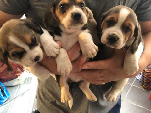 Gorgeous Beagle puppies for re homing Image eClassifieds4u