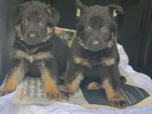 Outstanding German Shepherd puppies Ready Image eClassifieds4U