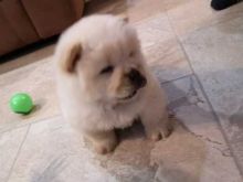 C.K.C MALE AND FEMALE CHOW CHOW PUPPIES AVAILABLE Image eClassifieds4U