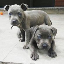 Cute blue nose pitbull puppies for adoption Image eClassifieds4U