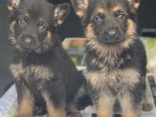 German Shepherd Puppies*** 1 Boy & 1 Girl *** READY NOW Image eClassifieds4U