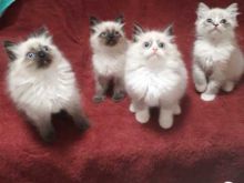 Ragdoll Kittens Available Image eClassifieds4U