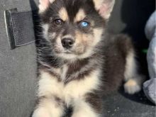 Staggering Siberian Husky Puppies For Adoption Image eClassifieds4U