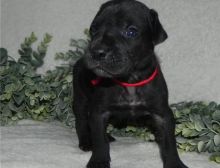 Well Trained Great Dane puppies Image eClassifieds4U