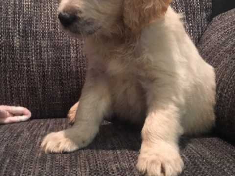 Purebred Golden Retriever Puppies Looking For New Home. Image eClassifieds4u