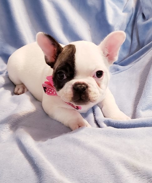 quality French Bulldog Puppy for free adoption Image eClassifieds4u