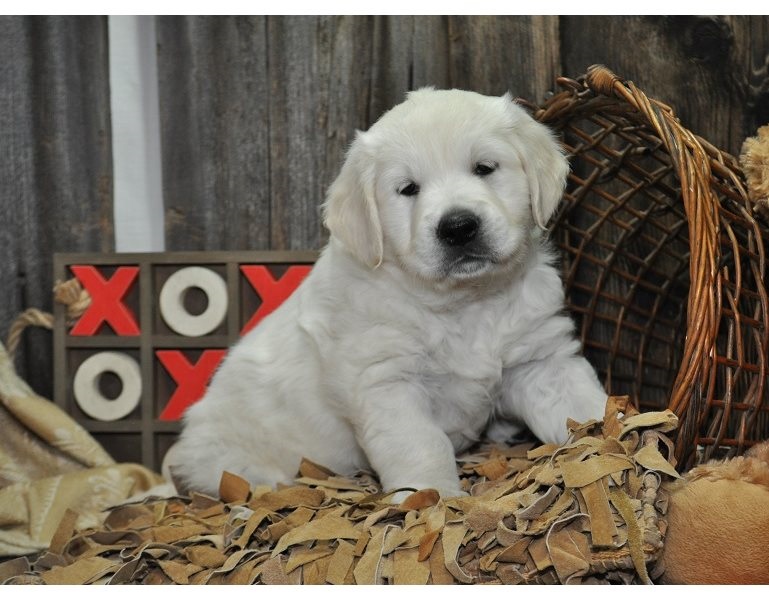 Two Lovely Golden Retriever puppies available Image eClassifieds4u