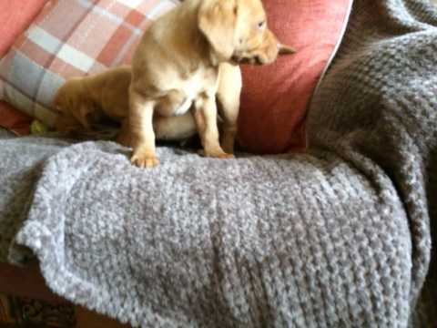 Well trained Labrador Retriever puppies Image eClassifieds4u
