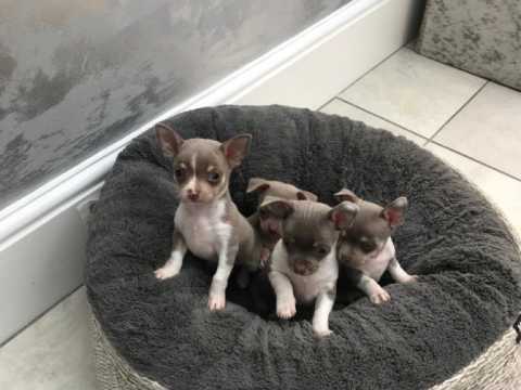 Cute Lovely Chihuahua Puppies Male and Female for adoption Image eClassifieds4u