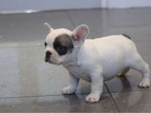 !!!! Adorable French bulldog puppies looking for a new home!!!!