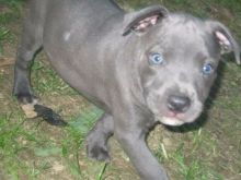 🐶🐶 BLUE NOSE 🐶🐶 AMERICAN PITBULL TERRIER PUPPIES