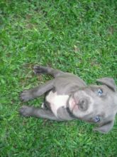 Cute blue nose Pit bull puppies male and female available for adoption