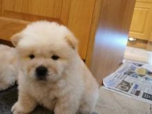 Adorable Chow Chow Puppies Now Ready For Adoption