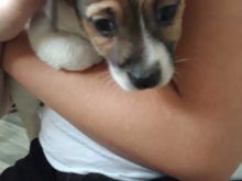 Adorable Jack Russel Terrier puppies for new home