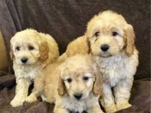 Amazing erpoo Puppies for New Homes