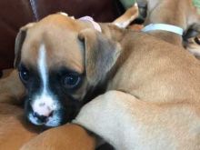 Awesome boxer Puppies Available