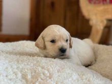 Awesome Golden Retriever Puppies Available