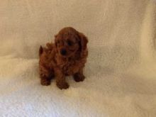 Cavapoo puppies looking for forever homes