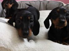 Charming And Well Trained Dachshund Puppies