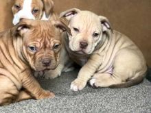 Cute American bulldog puppies