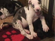 CUTE Great Dane puppies FOR ADOPTION