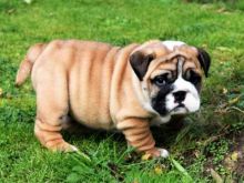 English Bulldog puppies looking for their forever homes