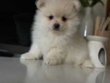 Gorgeous Pomeranian puppies