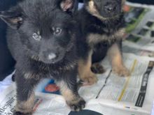 Male and Female German Shepherd Puppies