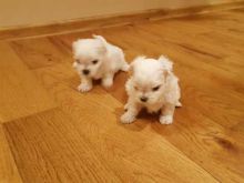 Purebred maltese puppies for adoption