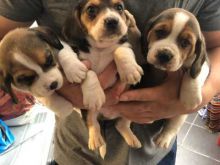Sweet Male and Female Beagle puppies for adoption.