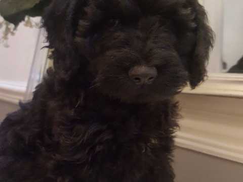 Adorable Toy Poodle Puppies-Male/Female left!! Image eClassifieds4u