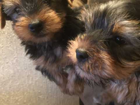 Gorgeous Full Pedigree Yorkshire Terrier Pups for Adoption Image eClassifieds4u